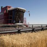 TRIGO – Los primeros lotes superan las expectativas de rinde