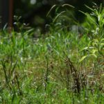 Mantenimiento de los terrenos baldíos en condiciones