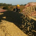 Cómo impactó la ola de calor en la producción agropecuaria santafesina