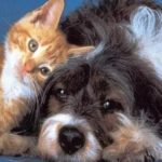 Castraciones masivas y gratuitas de perros y gatos
