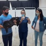Masiva castración de perros y gatos por parte del Municipio