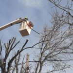 Intensos trabajos de poda del arbolado público