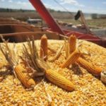 Avanza el financiamiento a productores para la siembra de trigo y maíz