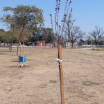 PREDIO DE FUTBOL DE TREBOLENSE – Forestación y nueva cancha