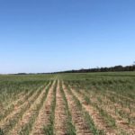 La sequía se vuelve a hacer sentir en el campo: «Otro año productivo complejo»