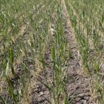 SEQUÍA – Pérdidas económicas impactantes por el trigo