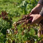 Lanzan asistencia sin reintegros para pequeños productores hortícolas