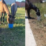 CABALLOS AL SOL – Lo que hay que saber y la preocupación desde el Municipio