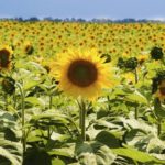 El girasol genera dudas en el centro norte santafesino
