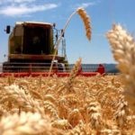 La cosecha nacional de trigo tendrá el peor rinde en 12 años