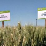 La cosecha de trigo será «mucho mejor de lo esperado pese a la sequía»