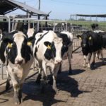 Anticipan aumentos en el precio de la carne y la leche