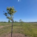 ECOLOGIA – Trebolense aportó al medio ambiente 410 nuevos árboles en 2022
