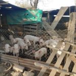 Detectan brotes de triquinosis en el sur de Santa Fe