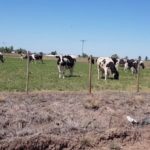 La producción de leche en Santa Fe, en caída libre