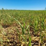 SEQUÍA – «No hay alimento y no hay cosecha»