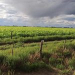 CLIMA – El Niño tiene 55% de probabilidades para junio-agosto