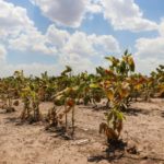 Santa Fe: piden prorrogar la emergencia agropecuaria