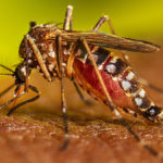 Continúan en ascenso los casos de dengue en Santa Fe