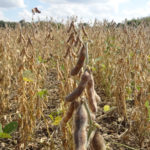 La cosecha de soja será solo el 20% de lo que se esperaba producir
