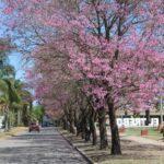 Gestión del arbolado urbano para vivir en un ambiente saludable