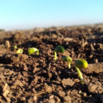 El auge de los productos biológicos llegó para quedarse