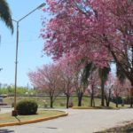 El Municipio invita a participar del programa “Yo planté mi árbol”