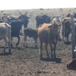 Sequía: lanzan otra asistencia económica en Santa Fe para productores afectados