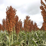 El sorgo también sufrió con la sequía