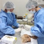 SALUD ANIMAL – Ya se castraron cerca de 1400 animales