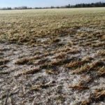 La importancia del seguro: Más de 1.000 hectáreas afectadas por el granizo