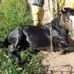 Heroico rescate de un caballo caído en una zanja