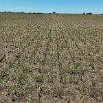 CAÑADA ROSQUÍN – La Tormenta también afectó fuertemente al campo