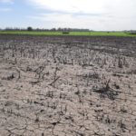 Casi 2000 hectáreas afectadas por «planchado» y granizo