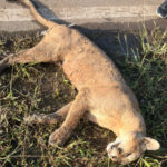 Apareció muerto un puma que merodeaba entre El Trébol, María Susana y Piamonte
