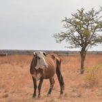 El pronóstico que preocupa: «hay grandes chances que vuelva La Niña»