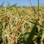 Innovación: Santa Fe a la vanguardia del mejoramiento genético del arroz