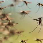 ¿Hasta cuándo seguirán los mosquitos y porqué aún hay tantos?