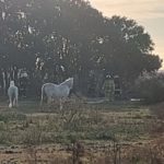 Bomberos rescatan un caballo que se cayó a un piletón