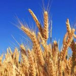 La Cooperativa Agrícola Ganadera, “San Cristóbal” y la mejor forma de proteger la producción de trigo