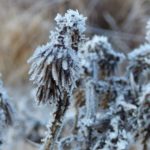 Argentina sufre uno de los peores «invierno» de los últimos 60 años