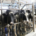 Histórico en país: otorgan el primer crédito en litros de leche