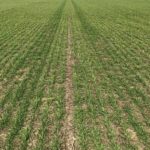 Temperaturas bajo cero complican aún más la situación del trigo