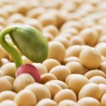 Detectan bajo poder de germinación en semillas de soja y crece la demanda en la Cooperativa Agrícola