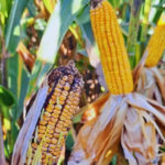 Chicharrita: anticipan fuerte caída del área sembrada con maíz