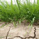 La Comisión de Emergencia Agropecuaria abordó el impacto de “La Niña”
