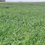 Argentina cuenta con la primera avena apta para celíacos