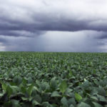 Las lluvias ahora acompañan al agro, pero «La Niña» ya tiene fecha de visita