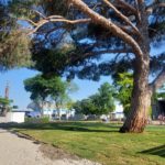 TREBOLENSE – Trabajos de parquizado de la zona del pino de San Lorenzo