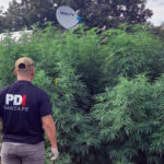 PDI aprehendió a seis personas por tenencia de drogas en la región